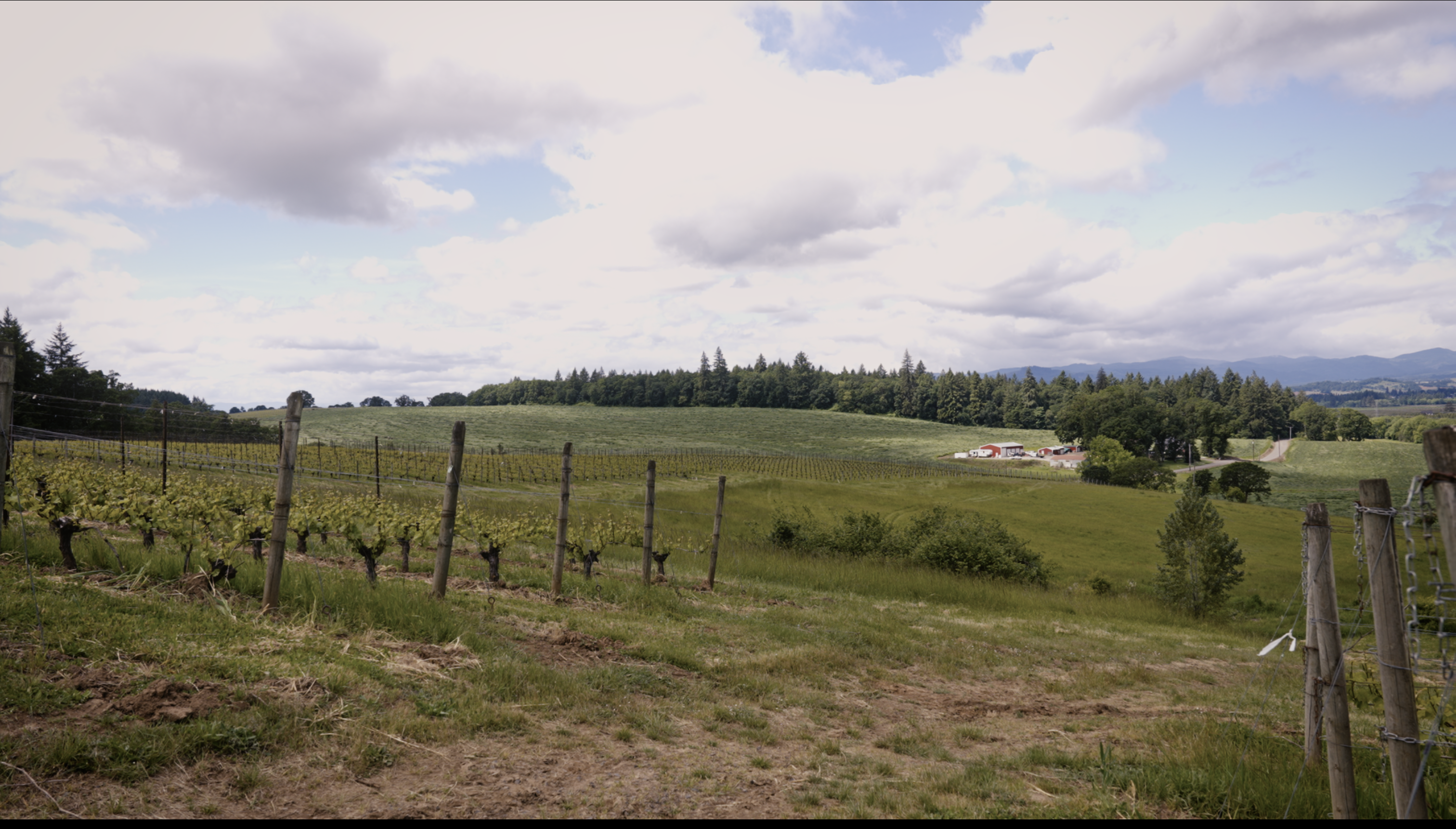Vineyard